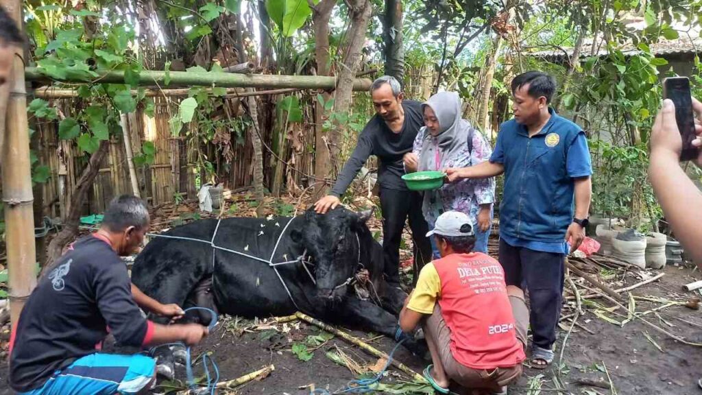 Program Qurban Yasmu Peduli
