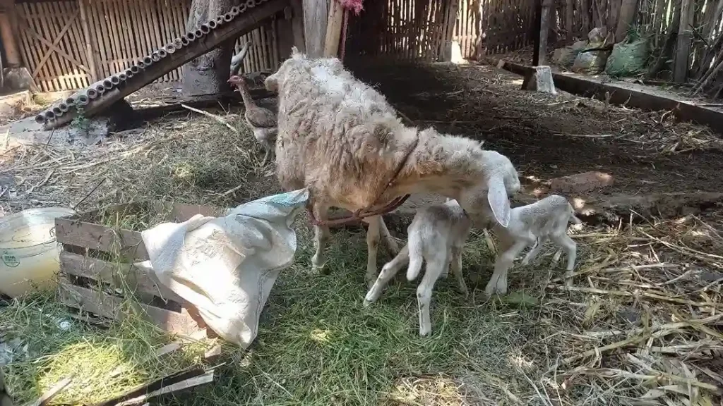 Domba di Peternakan YASMU Peduli