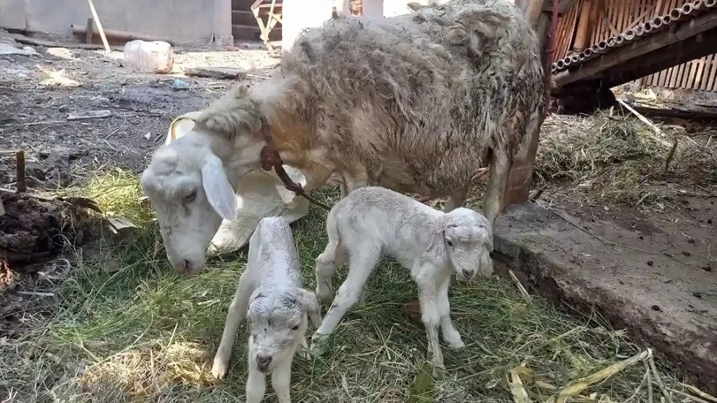 Domba di Peternakan YASMU Peduli